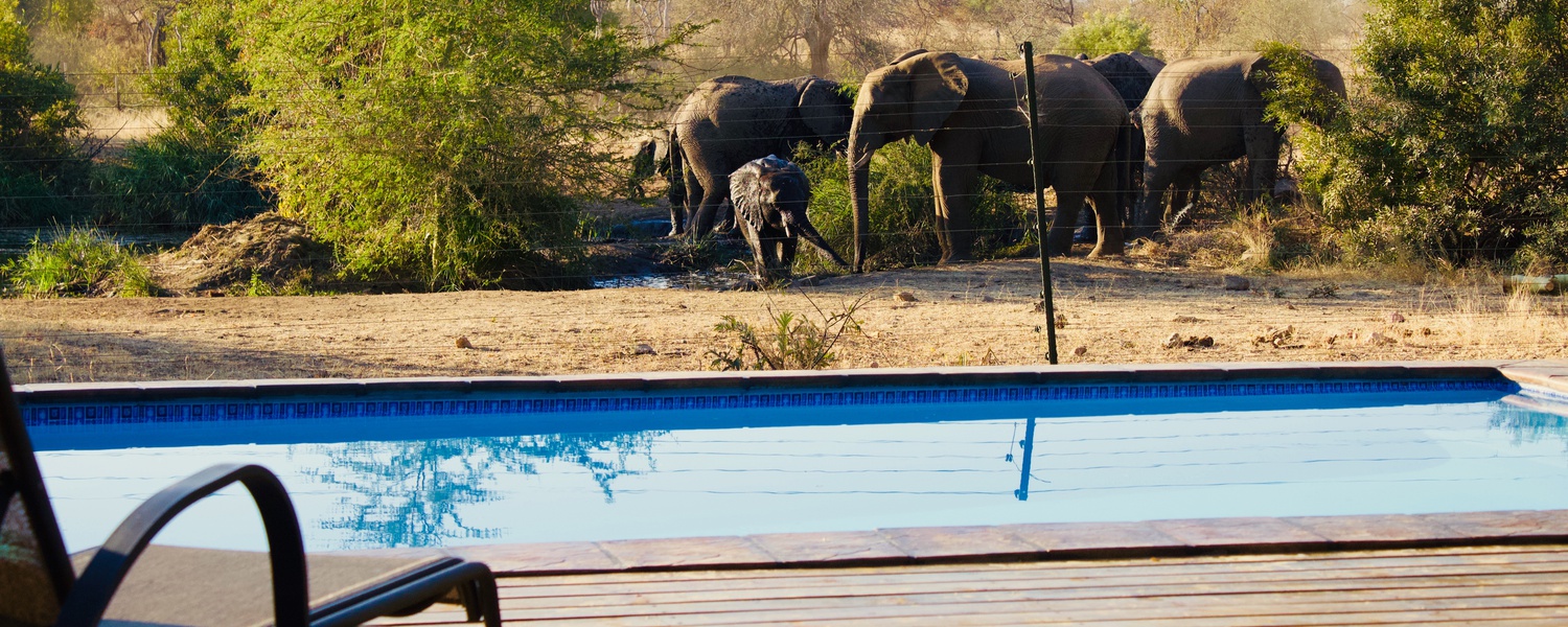 Masodini Private Game Lodge Balule Nature Reserve Greater Kruger Elephants at Pool